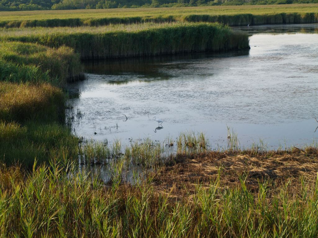 Bale, the Palud swamp. Photo credit by Mario R.