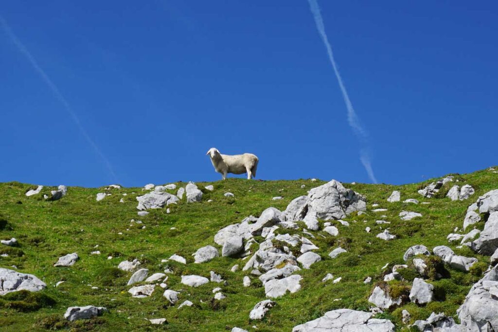 Begunjščica: a grassy giant of the Karawanks