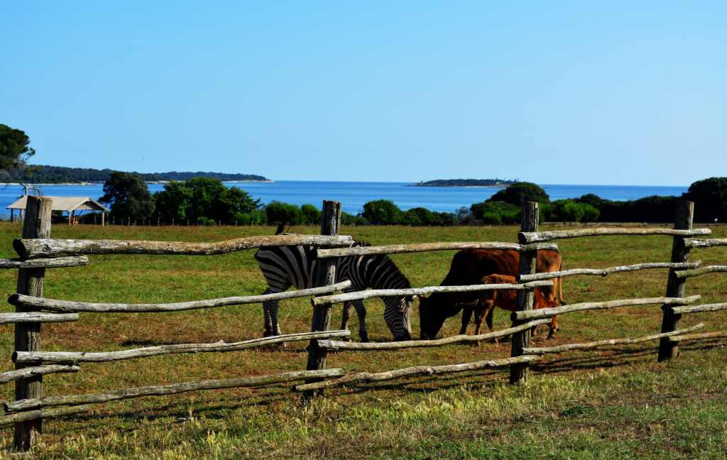 A slow guide to Brijuni National Park, Istria, Croatia