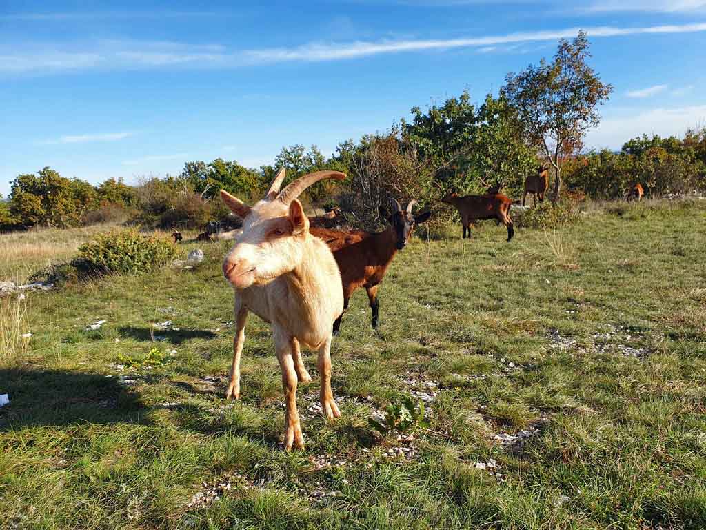 Welcome to Trek Goat