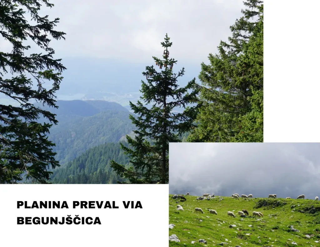 Begunjščica, ascent of Begunjščica from Planina Preval. Photo © Z.R.