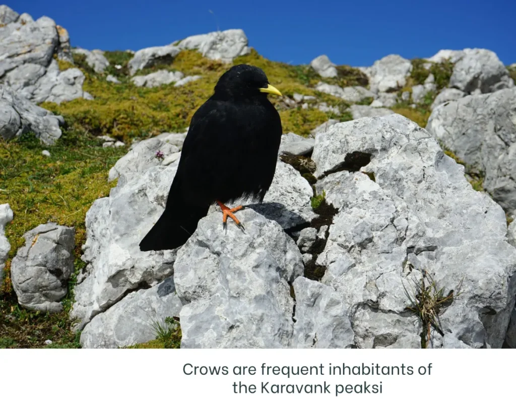 Begunjščica, at the summit of Begunjščica, crows are frequent residents. Photo © Z.R