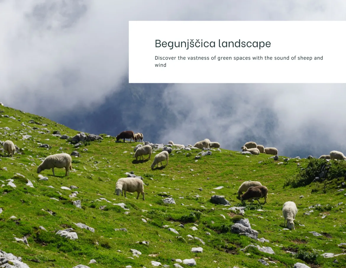 Begunjščica, sheep are frequent residents below the summit. Photo Zdravko Rajko