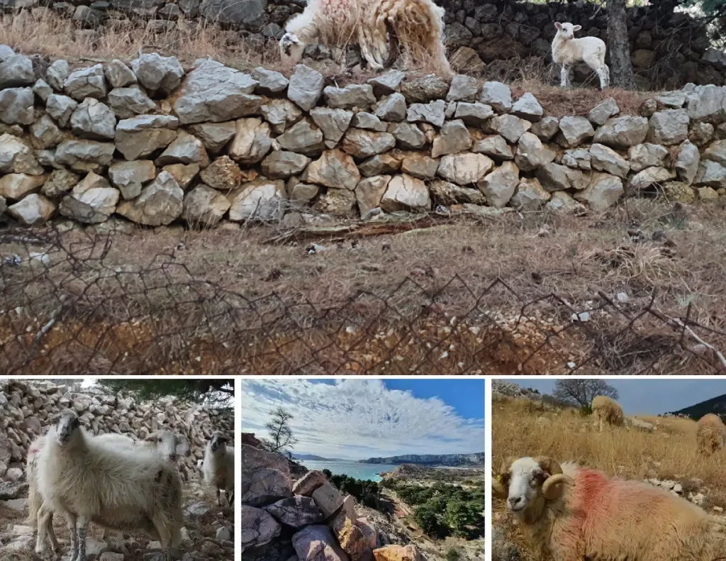 Enchanting Vela and Mala Luka, the sheep and seascape. Photo credit Zdravko R