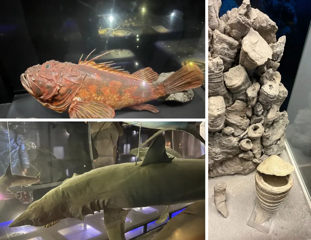 Rijeka, Natural History Museum. Photo credit Zdravko R.