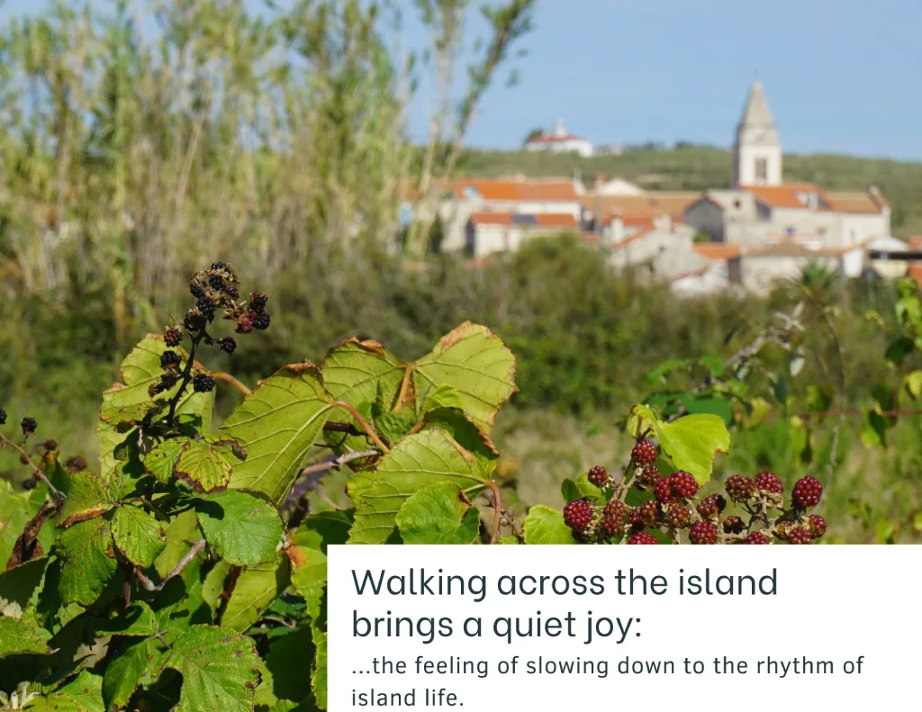 Sandy Susak, during an autumn walk across the island, we sometimes find wild blackberries along the way. Photo credit Zdravko R.